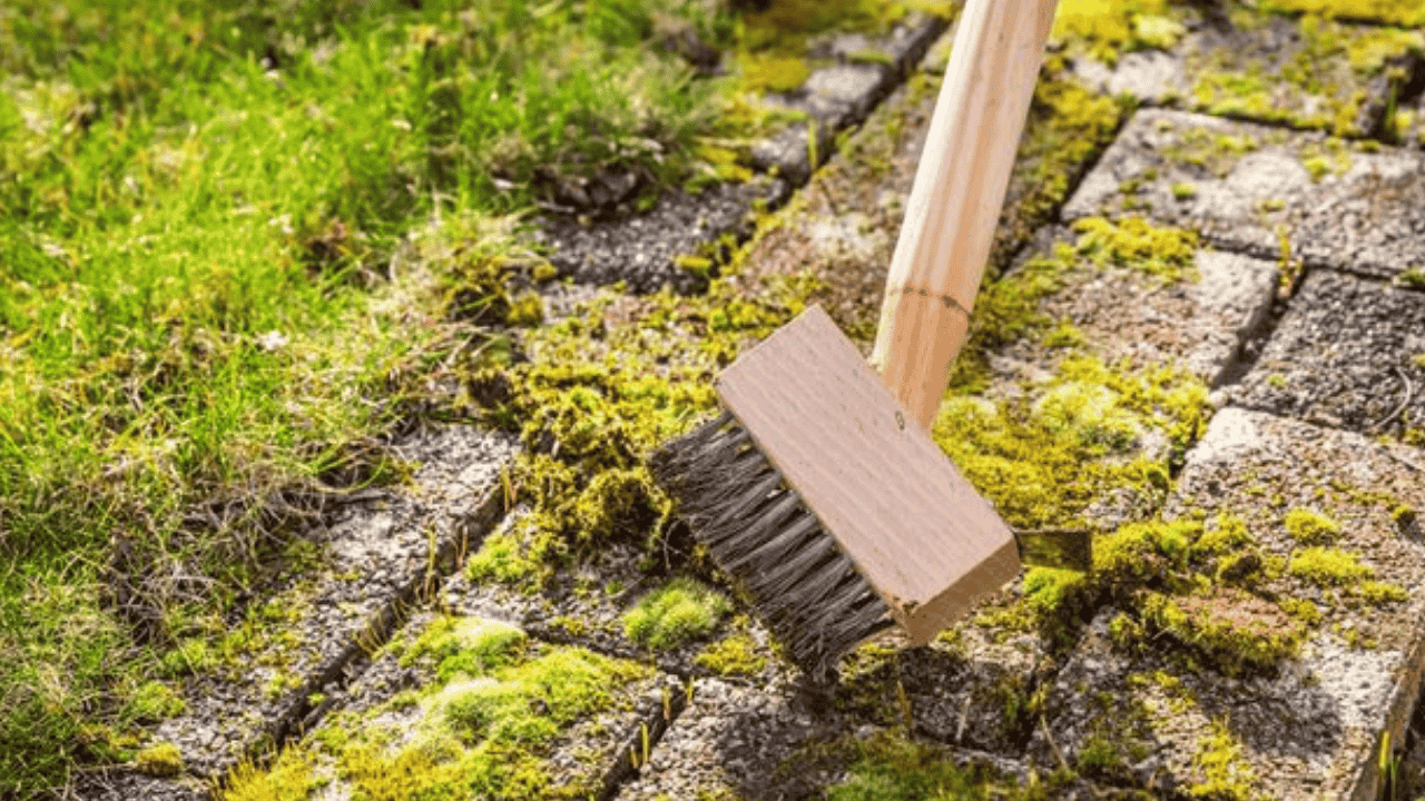 Musim Hujan Bikin Teras Licin, Ini 5 Cara Praktis Basmi Lumut yang Sering Jadi Biang Kerok