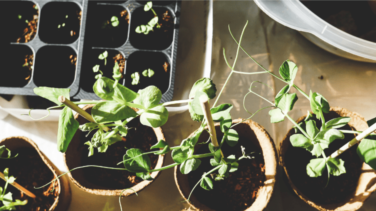 Minat Berkebun di Rumah Meningkat, Pakar Bagikan Panduan Praktis untuk Pemula