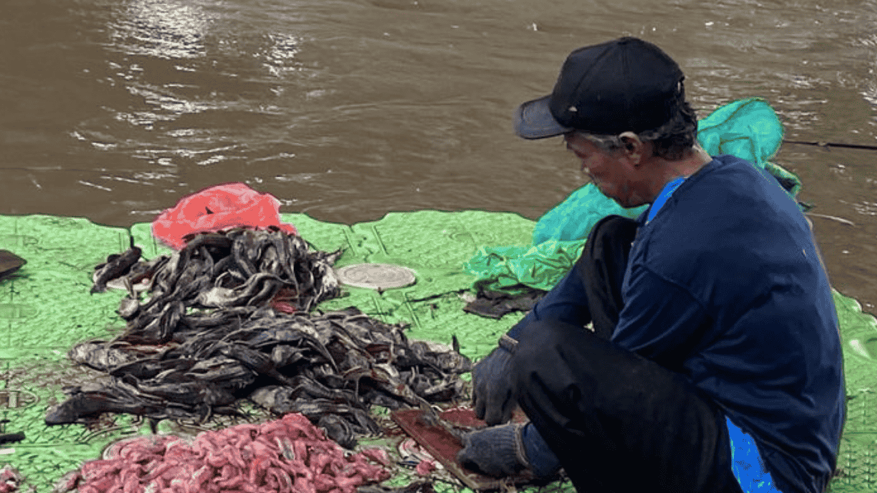 Siomay Ikan Sapu-sapu Bikin Pembeli Mundur: Warna Lebih Gelap, Bau Lebih Amis—Pakar UI Wanti-wanti Risiko Logam Berat