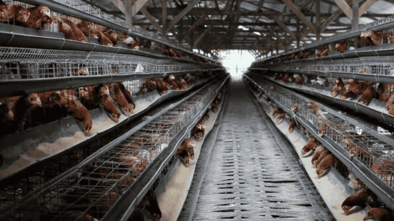 Danantara Biayai Proyek Rp20 T, Pemerintah Siap Mulai Bangun 12 Pabrik Peternakan Ayam Terintegrasi 28 Januari 2026